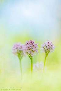 Neotinea tridentata / Dreizähniges Knabenkraut / Three-toothed orchid