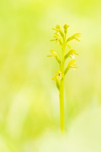 Corallorhiza trifida / Korallenwurz / Early coralroot