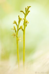 Corallorhiza trifida / Korallenwurz / Early coralroot