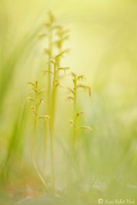 Corallorhiza trifida / Korallenwurz / Early coralroot