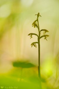 Corallorhiza trifida / Korallenwurz / Early coralroot