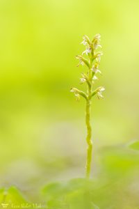 Corallorhiza trifida / Korallenwurz / Early coralroot