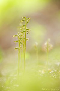 Corallorhiza trifida / Korallenwurz / Early coralroot