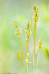 Corallorhiza trifida / Korallenwurz / Early coralroot