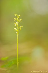 Corallorhiza trifida / Korallenwurz / Early coralroot