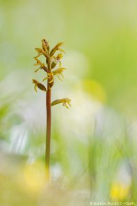 Corallorhiza trifida / Korallenwurz / Early coralroot