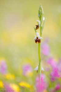 Ophrys untchjii