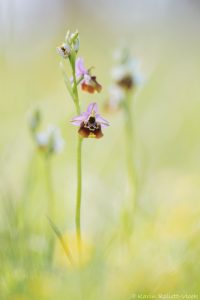 Ophrys untchjii