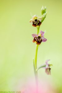 Ophrys untchjii