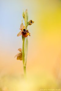 Ophrys untchjii