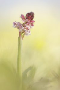 Neotinea ustulata / Brand-Keuschständel / Burnt orchid