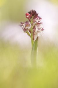 Neotinea ustulata / Brand-Keuschständel / Burnt orchid