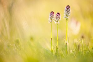 Neotinea ustulata / Brand-Keuschständel / Burnt orchid