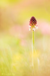 Neotinea ustulata / Brand-Keuschständel / Burnt orchid