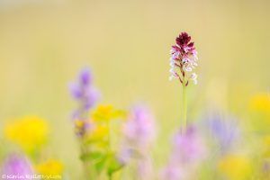 Neotinea ustulata / Brand-Keuschständel / Burnt orchid