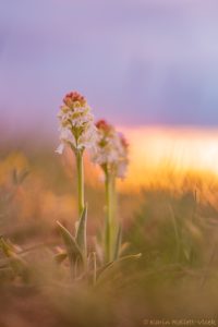 Neotinea ustulata / Brand-Keuschständel / Burnt orchid