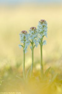 Neotinea ustulata / Brand-Keuschständel / Burnt orchid