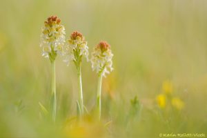 Neotinea ustulata / Brand-Keuschständel / Burnt orchid