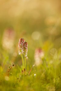 Neotinea ustulata / Brand-Keuschständel / Burnt orchid