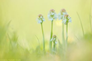 Neotinea ustulata / Brand-Keuschständel / Burnt orchid