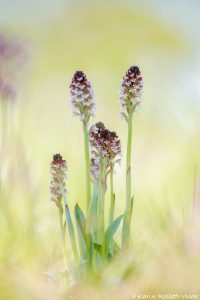 Neotinea ustulata / Brand-Keuschständel / Burnt orchid