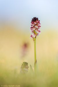 Neotinea ustulata / Brand-Keuschständel / Burnt orchid