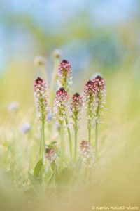 Neotinea ustulata / Brand-Keuschständel / Burnt orchid