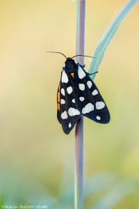 Arctia villica / Schwarzer Bär / Cream-spot tiger