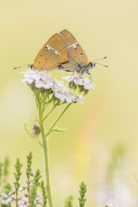 Lycaena virgaureae / Dukaten-Feuerfalter / Scarce copper