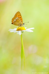 Lycaena virgaureae / Dukaten-Feuerfalter / Scarce copper