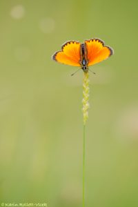 Lycaena virgaureae / Dukaten-Feuerfalter / Scarce copper