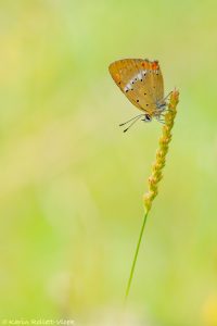 Lycaena virgaureae / Dukaten-Feuerfalter / Scarce copper