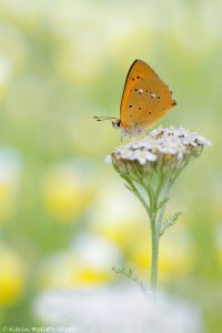 Lycaena virgaureae / Dukaten-Feuerfalter / Scarce copper