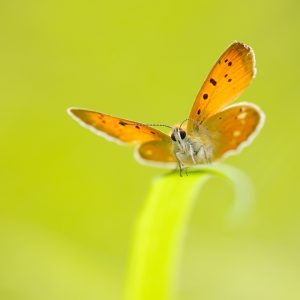 Lycaena virgaureae / Dukaten-Feuerfalter