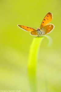 Lycaena virgaureae / Dukaten-Feuerfalter / Scarce copper