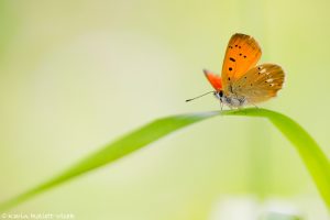 Lycaena virgaureae / Dukaten-Feuerfalter / Scarce copper