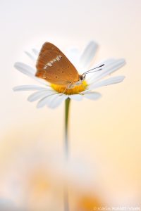 Lycaena virgaureae / Dukaten-Feuerfalter / Scarce copper