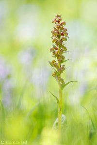 Dactylorhiza viridis / Grüne Hohlzunge / Green-bracted orchid