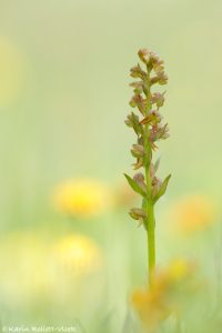 Dactylorhiza viridis / Grüne Hohlzunge / Green-bracted orchid