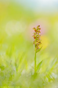 Dactylorhiza viridis / Grüne Hohlzunge / Green-bracted orchid