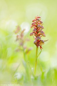 Dactylorhiza viridis / Grüne Hohlzunge / Green-bracted orchid