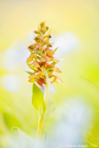 Dactylorhiza viridis / Grüne Hohlzunge / Green-bracted orchid