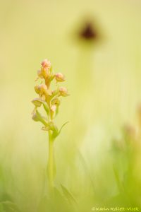 Dactylorhiza viridis / Grüne Hohlzunge / Green-bracted orchid