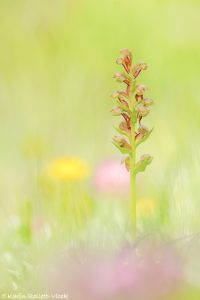 Dactylorhiza viridis / Grüne Hohlzunge / Green-bracted orchid