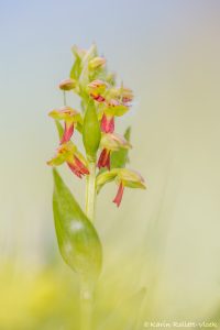 Dactylorhiza viridis / Grüne Hohlzunge / Green-bracted orchid