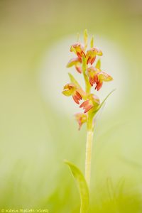 Dactylorhiza viridis / Grüne Hohlzunge / Green-bracted orchid