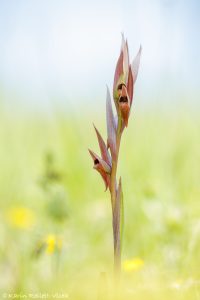 Serapias vomeracea / Pflugschar-Zungenstendel / long-lipped serapias