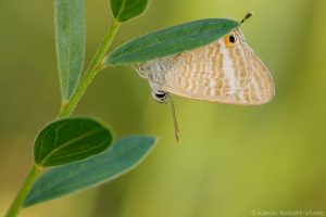 Lampides boeticus / Großer Wanderbläuling / Peablue