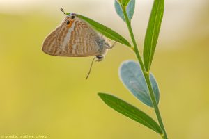 Lampides boeticus / Großer Wanderbläuling / Peablue