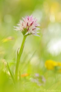 Nigritella widderi | Widder-Kohlröschen